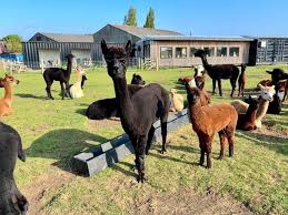 Visitors walking friendly alpacas through countryside near Newark
