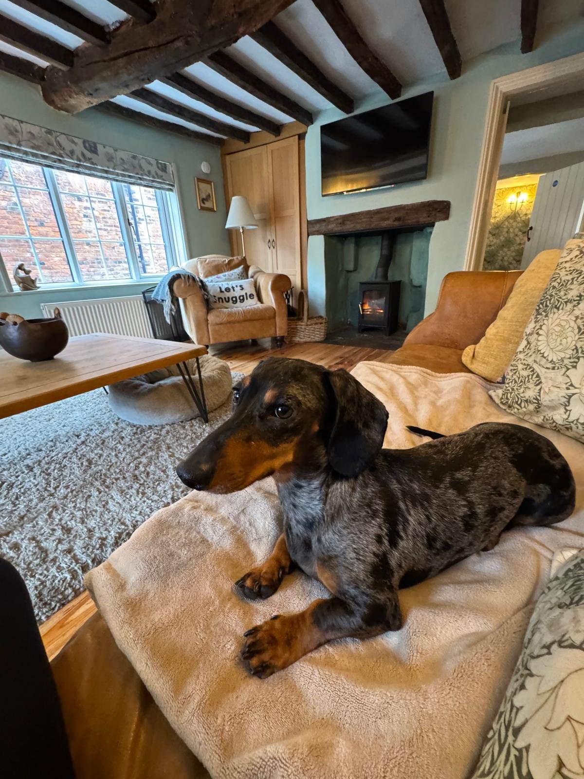 Sausage relaxing