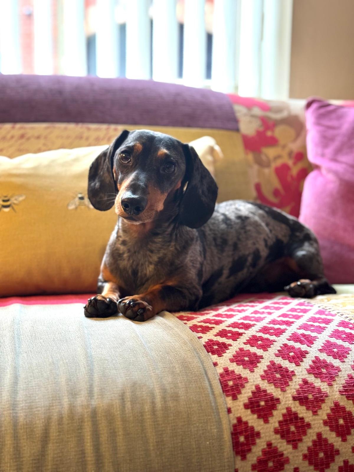 Sausage relaxing