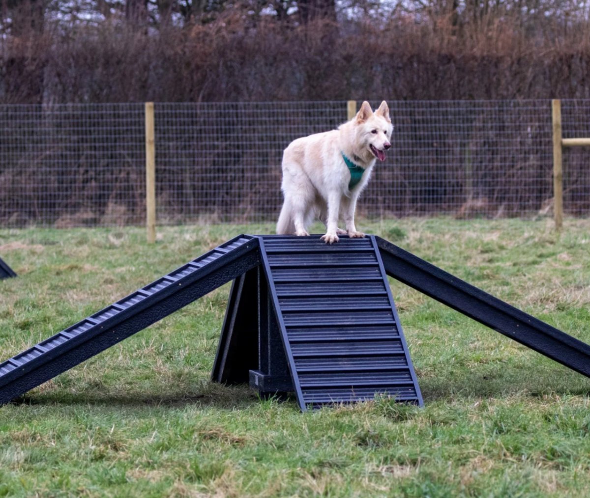 Dog enjoying off-lead play area and agility equipment at Clumber Park paddocks