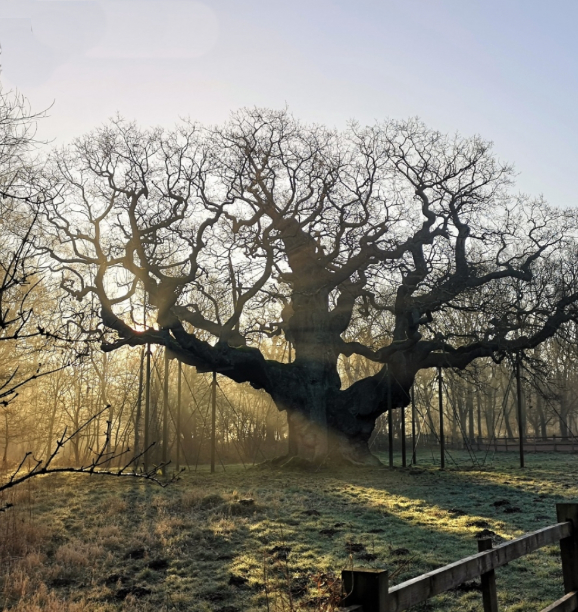 The Major Oak in Sherwood Forest, a legendary ancient oak tree surrounded by woodland