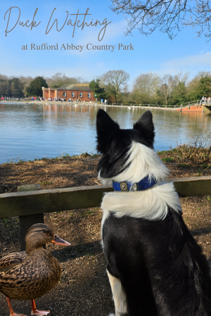 Duck watching