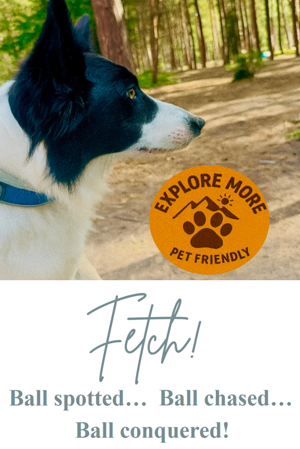 Fetch