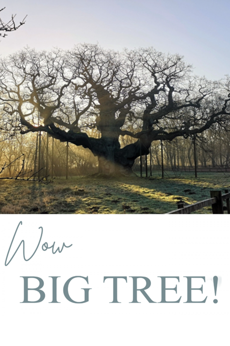 Big Tree